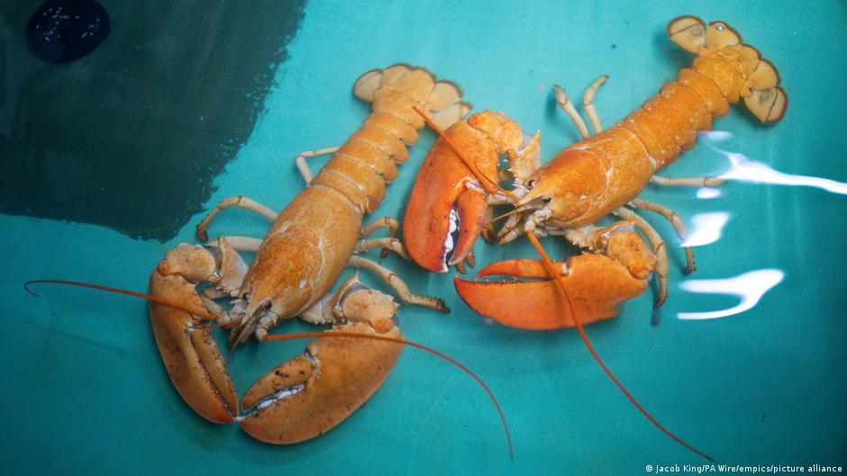 Extremely rare orange lobster found in US restaurant | News | DW - Vimarsana News