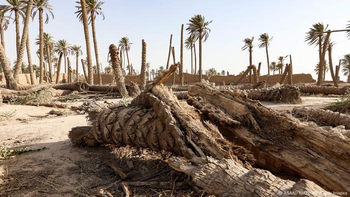 Irak | Dattelpalmen leiden unter Umwelt-Veränderungen