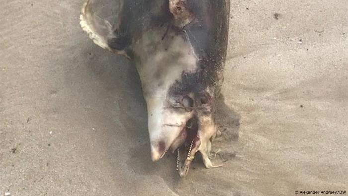 Bulgarien | Toter Delfin in Albena