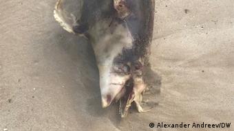 Bulgarien | Toter Delfin in Albena