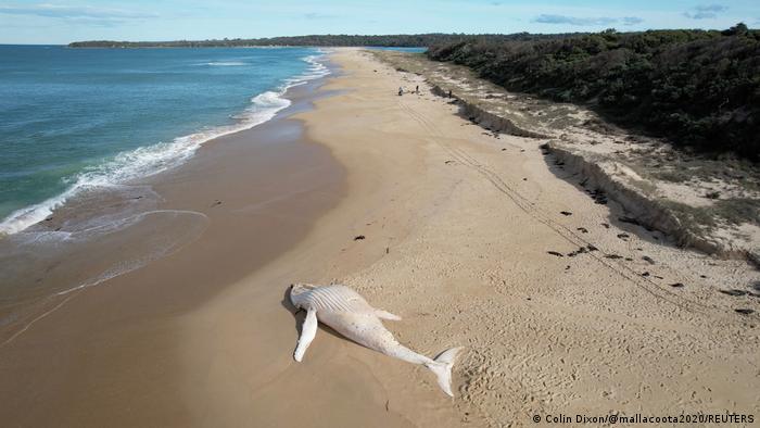 Australien | Verendeter Wal am Strand von Mallacoota