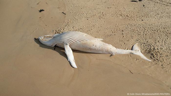 Australien | Verendeter Wal am Strand von Mallacoota