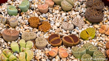 Lithops in diverse colors and shapes 