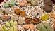 Lithops in diverse colors and shapes Lithops in diverse colors and shapes