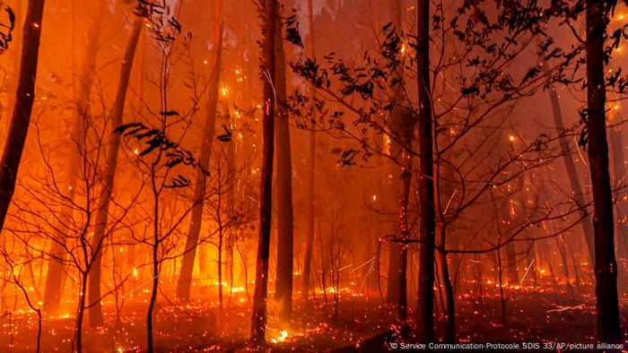 Bright flames in a forest