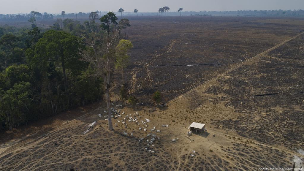 Brazil Amazon Deforestation Up Last Year Report News Dw 18 07 22