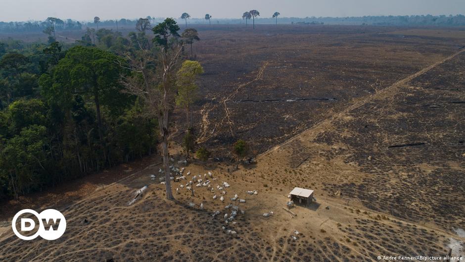 Brasil: desmatamento da Amazônia aumentou 20% no ano passado – relatório |  Notícias |  DW