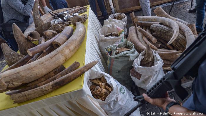 A variety of seized animal parts, including elephant tusks, pangolin scales and rhino horns are displayed on a table.