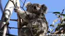 FILE PHOTO: A mother koala named Kali and her joey are seen in their natural habitat in an area affected by bushfires, in the Greater Blue Mountains World Heritage Area, near Jenolan, Australia, September 14, 2020. REUTERS/Loren Elliott/File Photo