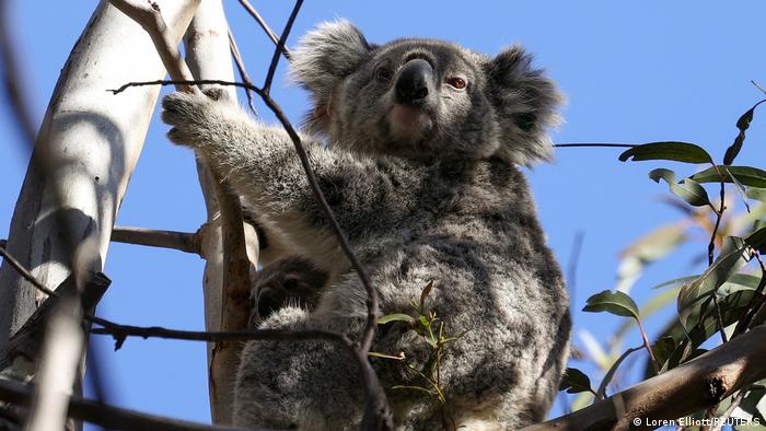 Eine Koala Mutter und ihr Junges sitzen in einem Eukalyptus Baum