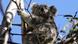 A mother koala named Kali and her joey are seen in their natural habitat A mother koala named Kali and her joey are seen in their natural habitat