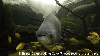 Το ψάρι Πακού: η ζήτηση αυξήθηκε