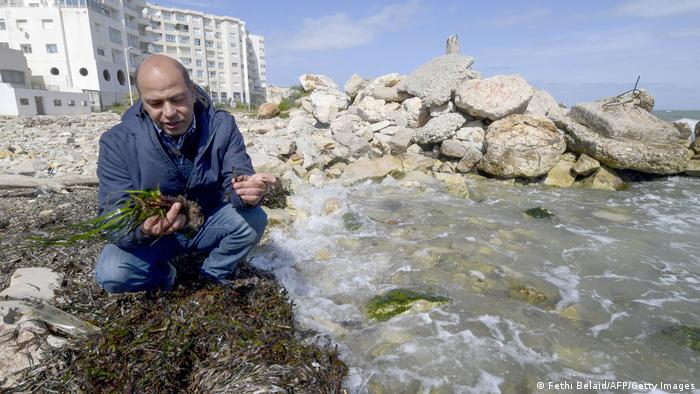 Tunisian marine biologist Yassine Ramzi Sghaier inspects a marine plant, of the genus Posidonia, in the capital Tunis.