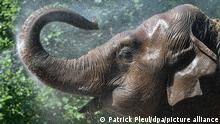 20.07.2022, Brandenburg, Cottbus: Mit einem Wasserstrahl wird die Asiatischen Elefantdame Sundali im Tierpark Cottbus abgekühlt. Seit rund 30 Jahren kümmert sich die Tierpflegerin Yvonne Weigelt um die 54-jährige Sundali. Bei Temperaturen von über 30 Grad Celsius bleibt der Dickhäuter lieber im Schatten oder gleich im kühleren Elefantenhaus. Bei diesen heißen Temperaturen trinkt Sundali etwa 200 Liter Wasser am Tag. Foto: Patrick Pleul/dpa +++ dpa-Bildfunk +++