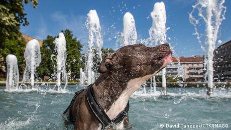 Ein Hund badet in einer Springbrunnen-Anlage
