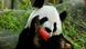 El panda gigante europeo fue pariente de las actuales especies de panda El panda gigante europeo fue pariente de las actuales especies de panda
