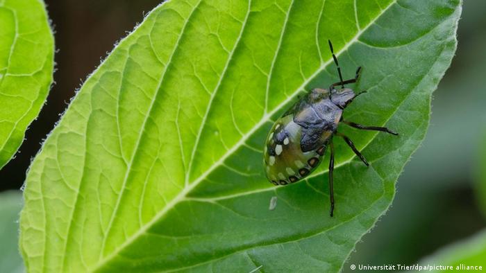 Los minúsculos restos conservados entre las hojas secas podrían ayudar a los científicos a rastrear las plagas y controlar el descenso de las poblaciones.