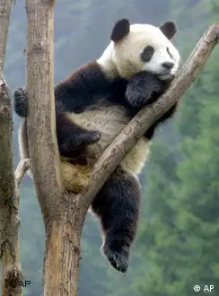 熊猫受精难，难于上青天