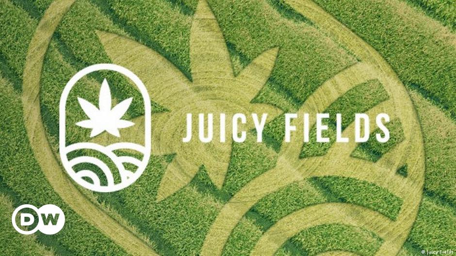Juicyfields: Großer Betrugsfall mit Cannabis