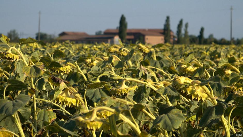 Almost two-thirds of Europe is affected by drought &mdash; EU | DW | 23.08.2022