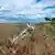 Пшеничне поле на Харківщині з уламками ракети