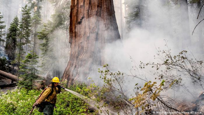 Feuerwehrmann wässert einen Riesenmammutbaum nahe Mariposa, Kalifornien