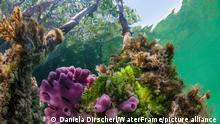 Schwaemme wachsen auf Mangrovenwurzeln, Porifera, Cancun, Yucatan, Mexiko | Sponges growing on Mangrove Roots, Porifera, Cancun, Yucatan, Mexico || Mindestpreis 30 Euro 