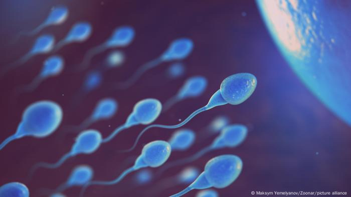 Espermatozoides acercándose a un óvulo, en una imagen de microscopio.