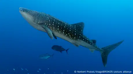 Walhai I Rhincodon typus im Blauwasser