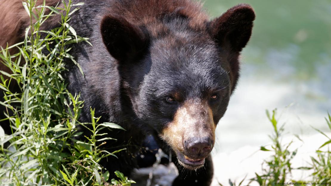 oso negro.