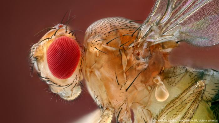 Tecnología inalámbrica que permite controlar las neuronas del cerebro de una mosca.