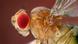 Tecnología inalámbrica que permite controlar las neuronas del cerebro de una mosca. Tecnología inalámbrica que permite controlar las neuronas del cerebro de una mosca.