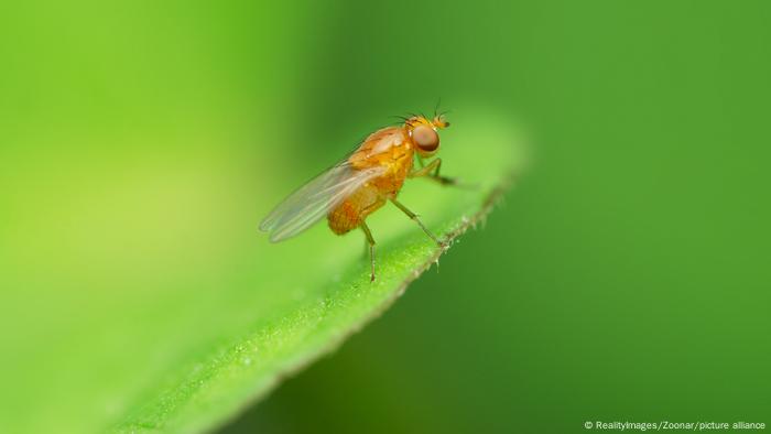 El estudio demostró que en medio segundo después de que un humano pulsara un botón, las moscas abren sus alas. 