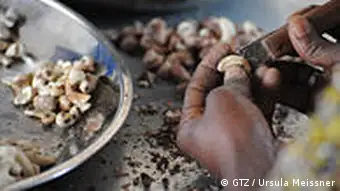 Einkommensfaktor Nachhaltigkeit, Cashew, Benin, Afrika