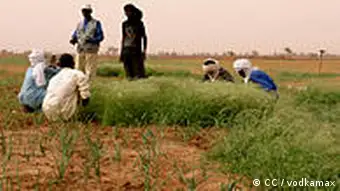 Gegen Versteppung, Pflanzungen, Niger, Afrika