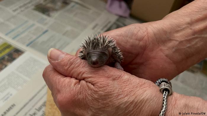 A pair of hands holding a 1.5-week-old hedgehog baby