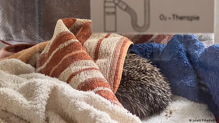 An injured hedgehog, his front half hidden under a towel, in the intensive care unit of the hedgehog rescue center