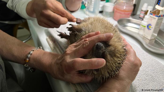 A pair of hands holds down an injured hedgehog on an exam table