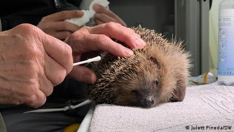 Workers from the rescue center Netzwerk Igel, in Wuppertal, Germany, treat an injured hedgehog