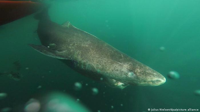 Encuentran por primera vez a un tiburón del Ártico en aguas cálidas de  Belice | Ciencia y Ecología | DW | 26.07.2022
