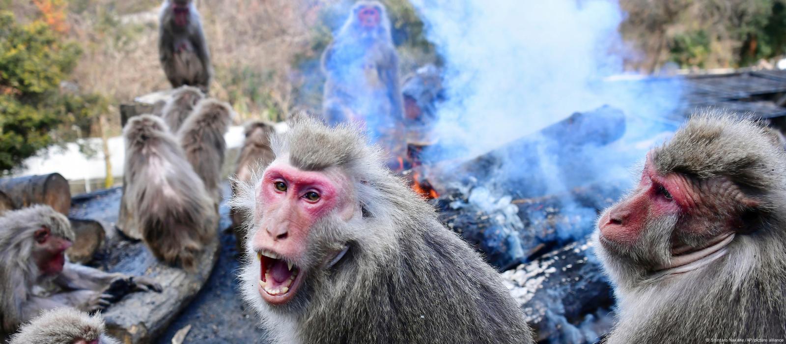 Japan's wildlife turns on the human population – DW – 08/08/2022 Japan's wildlife turns on the human population – DW – 08/08/2022