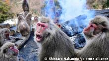 Monkeys warm themselves in an open-air fire at the Japan Monkey Park in Inuyama City, Aichi Prefecture on December 20, 2020. The facility made a fire for its approximately 150 monkeys at about noon every day. It is known as the only place in Japan where visitors can see monkeys warming themselves at a fire with no apparent fear of the flames. ( The Yomiuri Shimbun via AP Images )