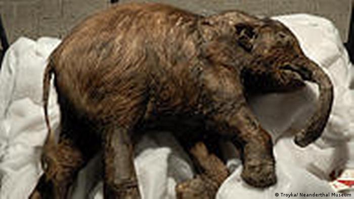 Mumija bebe Mamuta na izložbi Giganti ledenog doba