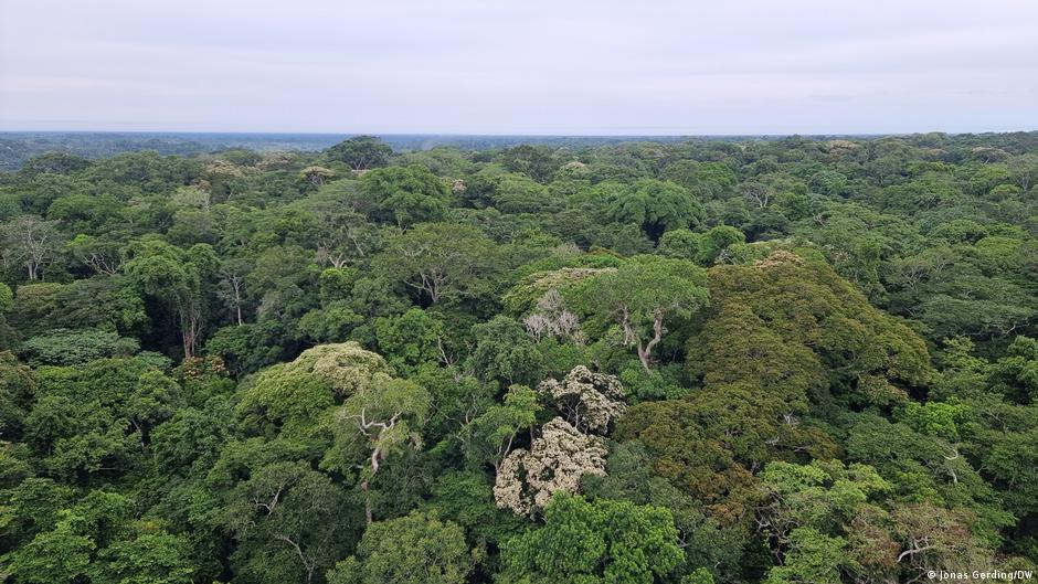 DR Kongo: Forschung über den Wipfeln des Regenwaldes