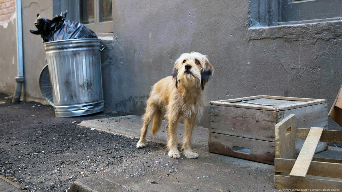 Día Internacional Del Perro Callejero A Favor De La Adopción – Dw – 27