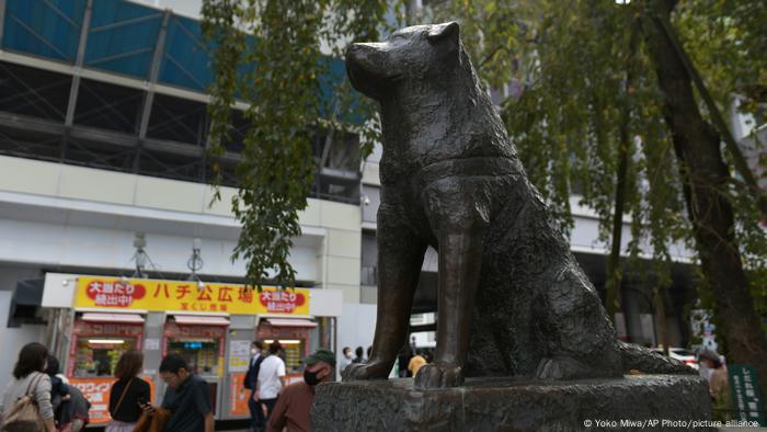 Día Internacional Del Perro Callejero Inspiración A Favor De La