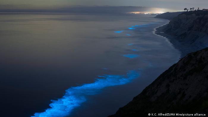 Bioluminiscencia azul en Estados Unidos. Los mares lechosos, por su parte, son una forma rara de bioluminiscencia blanca.