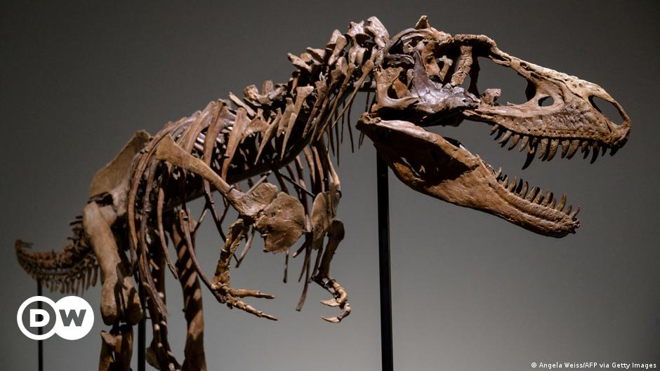 Así se desempolvan los esqueletos de dinosaurios en los museos | Ciencia y  Ecología | DW 
