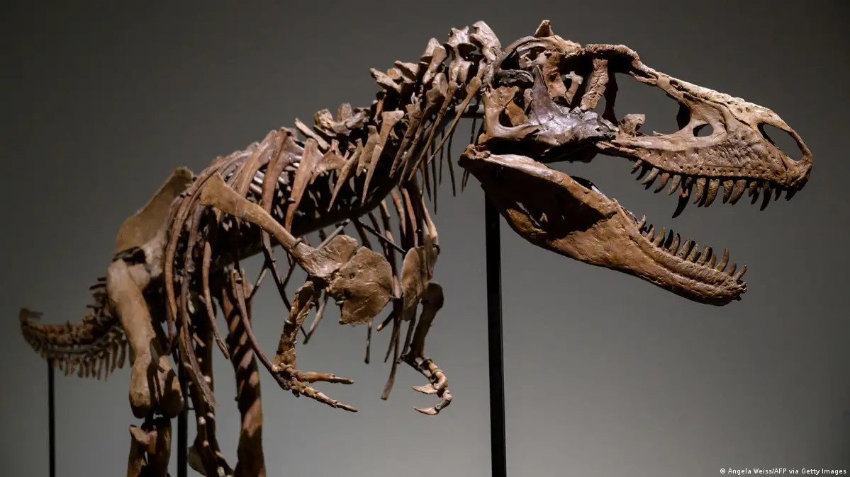 Take a Look at the Skeleton of a Pregnant T-Rex Dinosaur Called
