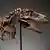 Skelett eines Gorgosaurus, der bei Sotheby's versteigert wird